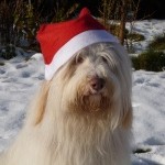 Oskar, Kanzleihund Oskar, Kanzleihund