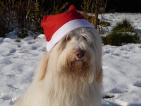 Oskar, Kanzleihund Oskar, Kanzleihund